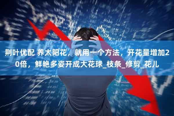 荆叶优配 养太阳花，就用一个方法，开花量增加20倍，鲜艳多姿开成大花球_枝条_修剪_花儿