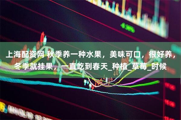 上海配资网 秋季养一种水果，美味可口，很好养，冬季就挂果，一直吃到春天_种植_草莓_时候
